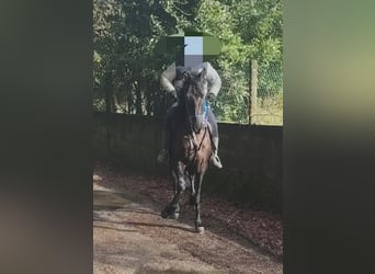 Cheval de sport portugais, Étalon, 4 Ans, 153 cm, Noir