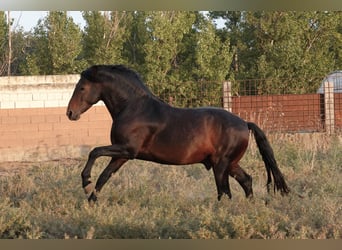 Cheval de sport portugais Croisé, Étalon, 4 Ans, 161 cm, Bai