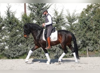 Cheval de sport portugais Croisé, Étalon, 4 Ans, 161 cm, Bai