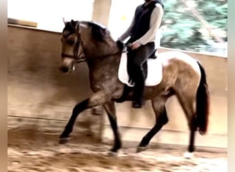 Cheval de sport portugais, Hongre, 10 Ans, 160 cm, Isabelle