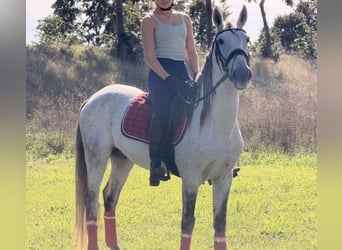 Cheval de sport portugais Croisé, Hongre, 13 Ans, 149 cm, Gris pommelé