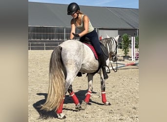 Cheval de sport portugais Croisé, Hongre, 13 Ans, 149 cm, Gris pommelé