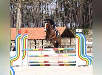 Cheval de sport portugais Croisé, Hongre, 15 Ans, 167 cm