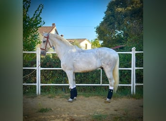 Cheval de sport portugais, Hongre, 16 Ans, 166 cm, Gris