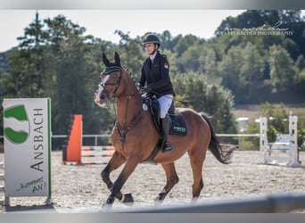 Cheval de sport portugais, Hongre, 17 Ans, 167 cm, Bai
