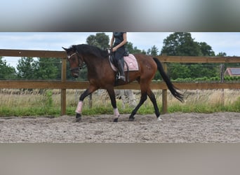 Cheval de sport portugais, Hongre, 5 Ans, 162 cm, Bai