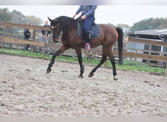 Cheval de sport portugais, Hongre, 5 Ans, 162 cm, Bai