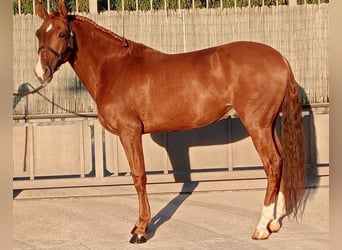 Cheval de sport portugais, Hongre, 7 Ans, 158 cm, Bai brun