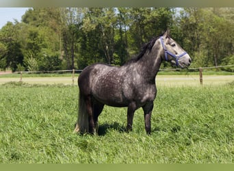 Cheval de sport portugais, Hongre, 7 Ans, 163 cm, Gris pommelé