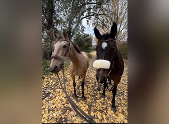 Cheval de sport portugais, Jument, 10 Ans, 155 cm, Buckskin