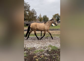 Cheval de sport portugais, Jument, 10 Ans, 155 cm, Buckskin