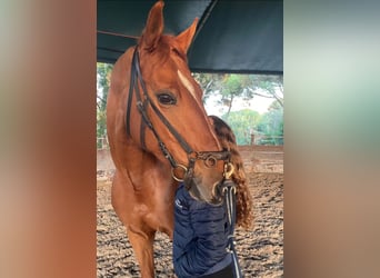 Cheval de sport portugais Croisé, Jument, 12 Ans, 164 cm, Alezan brûlé