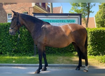 Cheval de sport portugais, Jument, 13 Ans, 155 cm, Bai brun