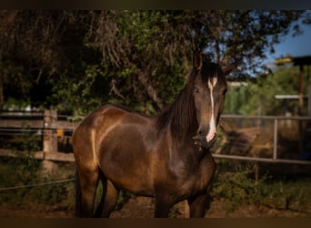 Cheval de sport portugais, Jument, 2 Ans, 158 cm, Buckskin
