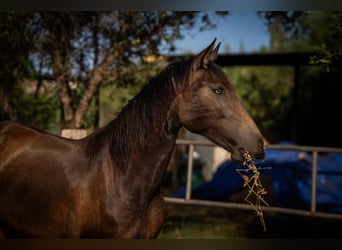 Cheval de sport portugais, Jument, 2 Ans, 158 cm, Buckskin