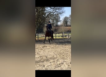 Cheval de sport portugais, Jument, 5 Ans, 160 cm, Bai cerise