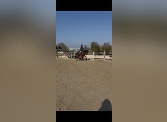 Cheval de sport portugais, Jument, 5 Ans, 160 cm, Bai cerise