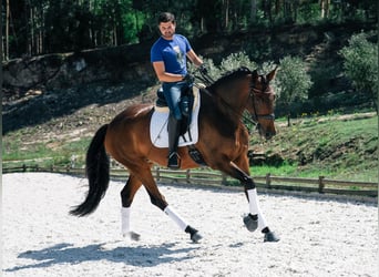 Cheval de sport portugais, Jument, 6 Ans, 172 cm, Bai brun