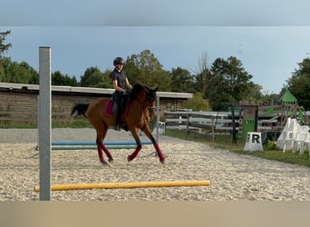 Cheval de sport portugais, Jument, 7 Ans, 163 cm, Bai