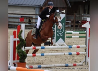 Cheval de sport portugais, Jument, 9 Ans, 150 cm, Alezan brûlé