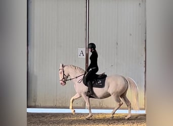 Cheval de sport portugais, Jument, 9 Ans, 155 cm, Champagne