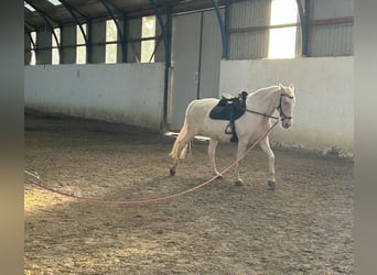 Cheval de sport portugais, Jument, 9 Ans, 155 cm, Champagne