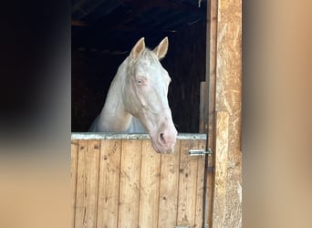 Cheval de sport portugais, Jument, 9 Ans, 155 cm, Champagne