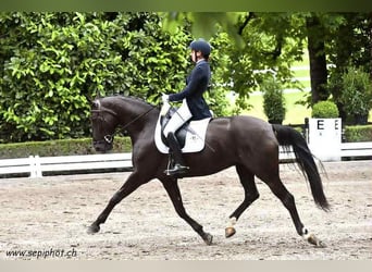 Cheval de sport portugais, Jument, 9 Ans, 168 cm, Noir