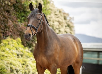 Cheval de sport portugais Croisé, Jument, 9 Ans, 173 cm, Bai brun