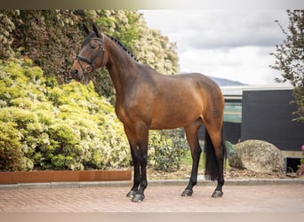 Cheval de sport portugais Croisé, Jument, 9 Ans, 173 cm, Bai brun