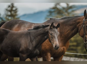 Cheval de sport suisse, Étalon, 1 Année, 130 cm, Bai brun