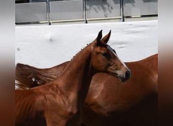 Cheval de sport suisse, Étalon, 1 Année, 170 cm, Alezan