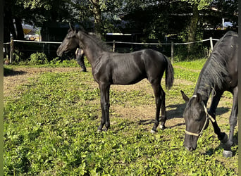 Cheval de sport suisse, Étalon, 1 Année, Noir