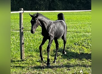 Cheval de sport suisse, Étalon, 1 Année, Noir