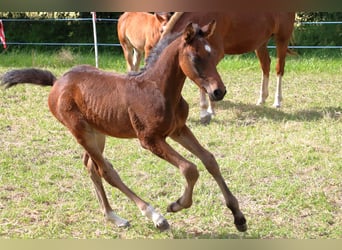 Cheval de sport suisse, Étalon, Poulain (04/2024), 170 cm, Bai brun