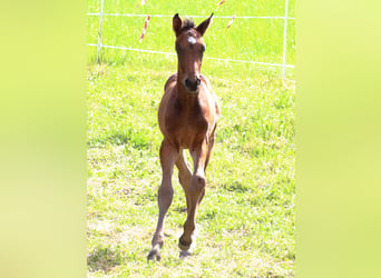 Cheval de sport suisse, Étalon, Poulain (04/2024), 170 cm, Bai brun