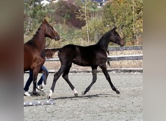 Cheval de sport suisse, Étalon, Poulain (04/2024), 170 cm, Bai brun