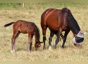 Cheval de sport suisse, Étalon, Poulain (04/2024), 170 cm, Bai brun