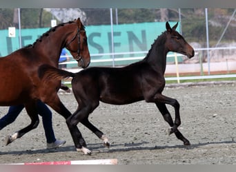 Cheval de sport suisse, Étalon, Poulain (04/2024), 170 cm, Bai brun