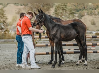 Cheval de sport suisse, Étalon, Poulain (04/2024), 170 cm, Bai brun