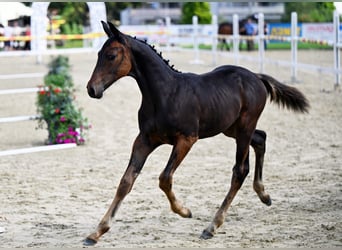 Cheval de sport suisse, Étalon, Poulain (04/2024), Bai brun