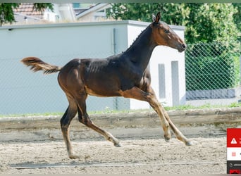 Cheval de sport suisse, Étalon, Poulain (04/2024), Bai brun