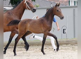 Cheval de sport suisse, Étalon, Poulain (03/2023), Bai brun