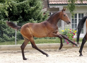 Cheval de sport suisse, Étalon, Poulain (03/2023), Bai brun