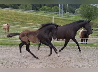 Cheval de sport suisse, Étalon, Poulain (02/2026), Bai brun foncé