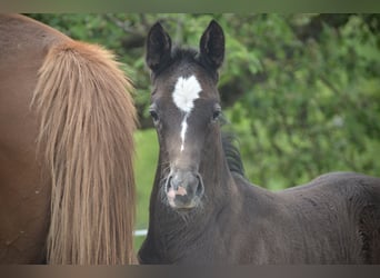 Cheval de sport suisse, Étalon, Poulain (04/2024), Gris