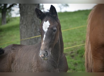 Cheval de sport suisse, Étalon, Poulain (04/2024), Gris