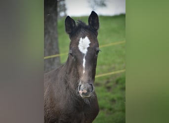 Cheval de sport suisse, Étalon, Poulain (04/2024), Gris