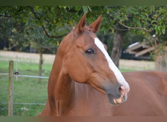 Cheval de sport suisse, Étalon, Poulain (04/2024), Gris