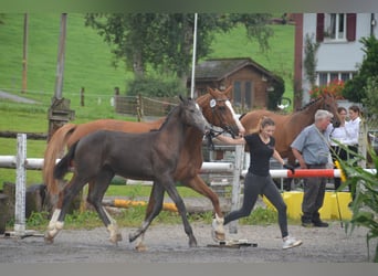 Cheval de sport suisse, Étalon, Poulain (04/2024), Gris